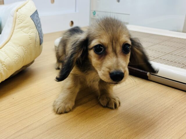 カニンヘンダックス