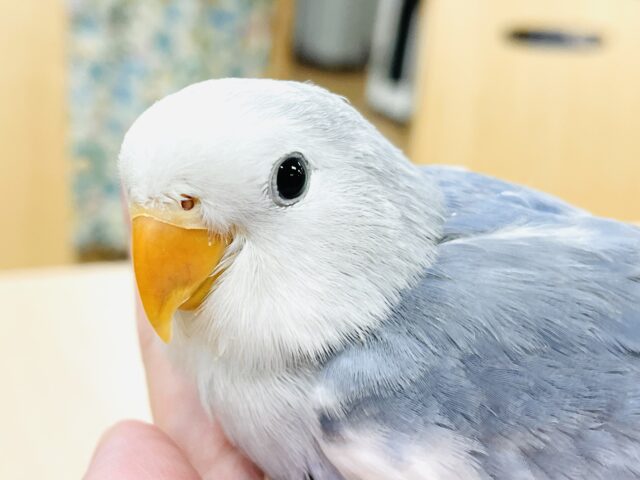 【最新画像】可愛さアイドル級💙🤍コザクラインコ（バイオレットパイド）ヒナ