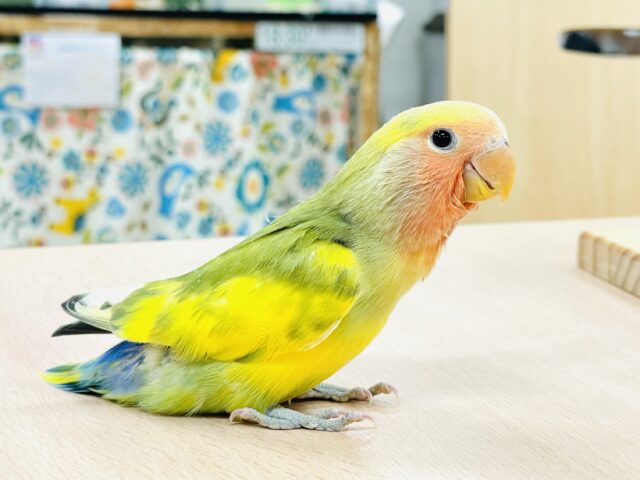 コザクラインコ（小桜インコ）