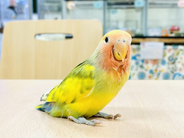 コザクラインコ（小桜インコ）