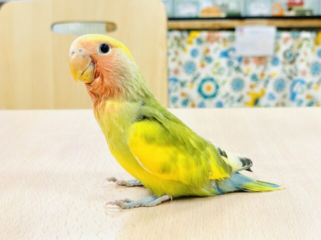 コザクラインコ（小桜インコ）