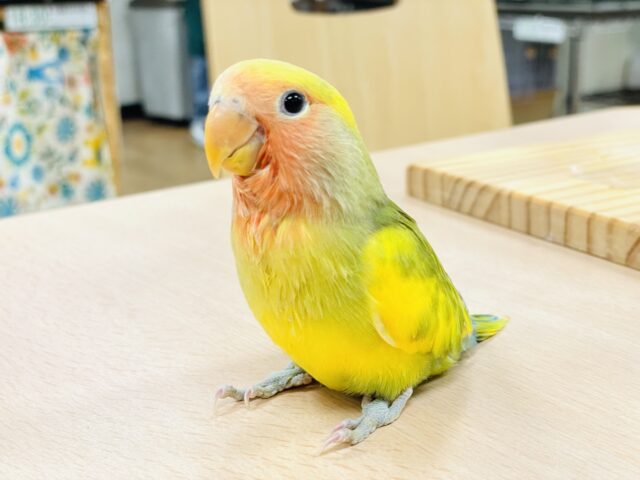 コザクラインコ（小桜インコ）