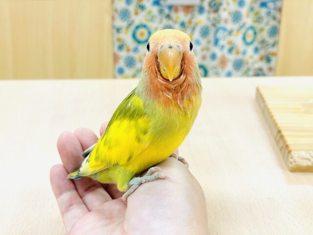 コザクラインコ（小桜インコ）