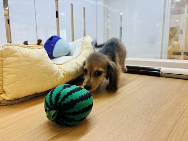 カニンヘンダックス