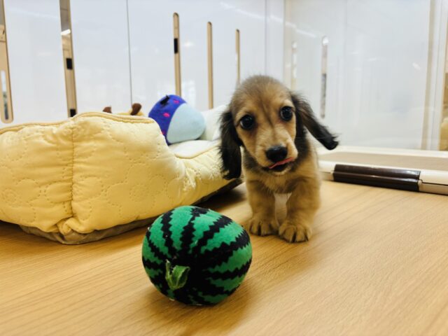 カニンヘンダックス