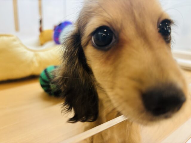 カニンヘンダックス