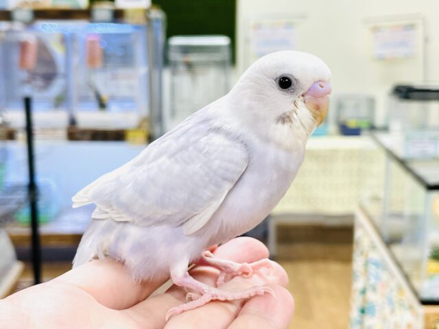 セキセイインコ