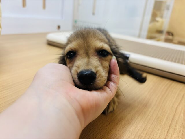 カニンヘンダックス