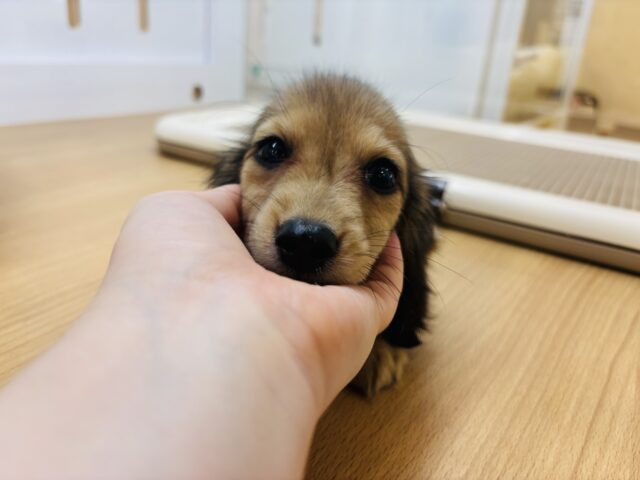 カニンヘンダックス