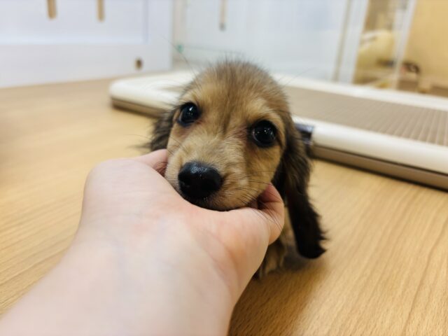 カニンヘンダックス