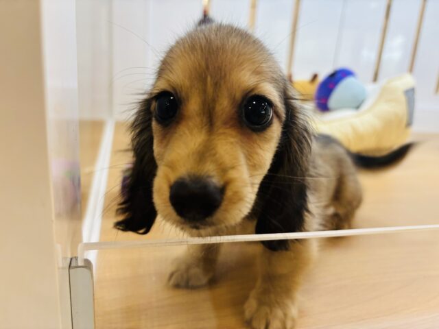 カニンヘンダックス