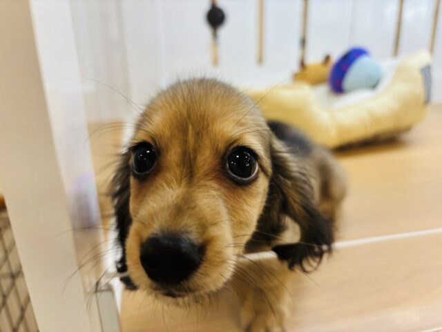 カニンヘンダックス