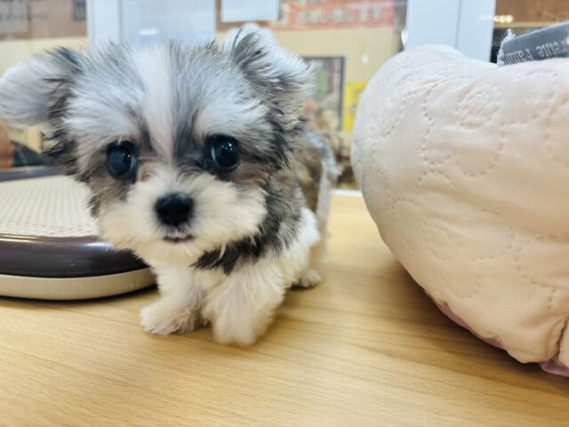 チワマル（マルチワ）