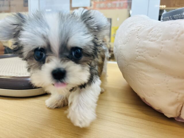 チワマル（マルチワ）