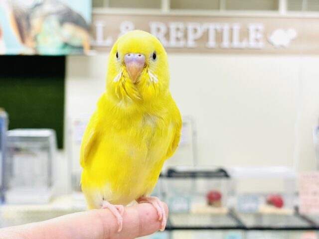 【最新画像】爽やかなレモネードカラー💛セキセイインコ（ダブルファクター）ヒナ