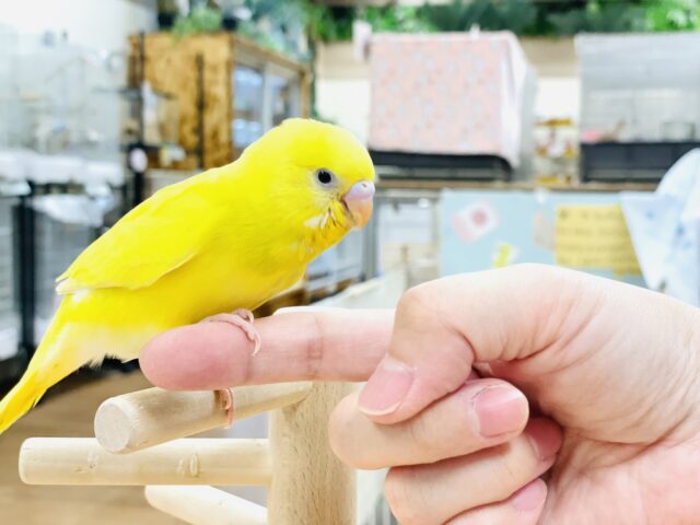 セキセイインコ