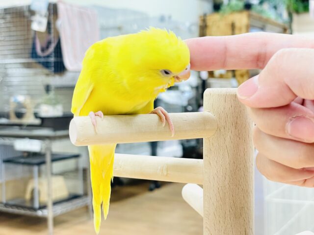 セキセイインコ