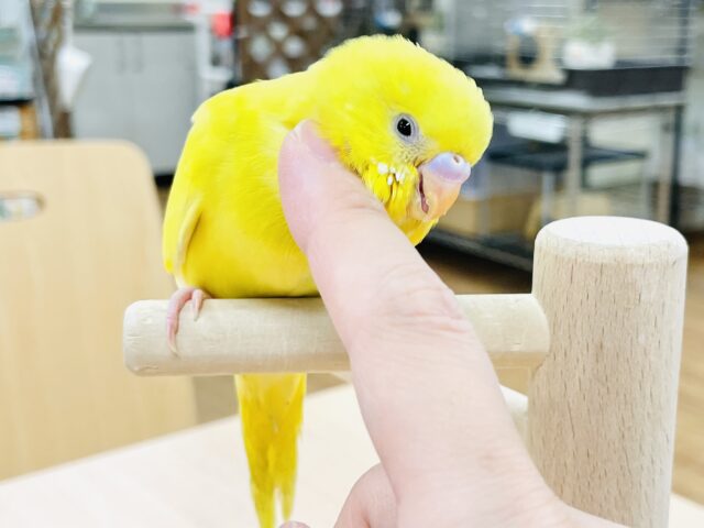 セキセイインコ