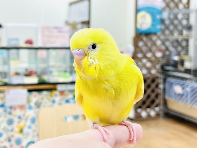 セキセイインコ