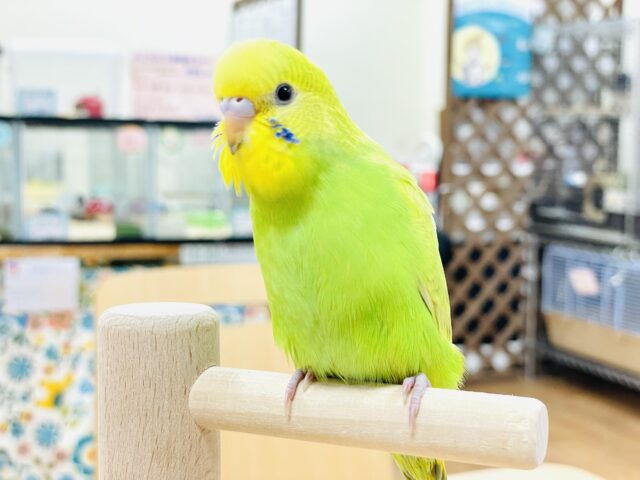セキセイインコ