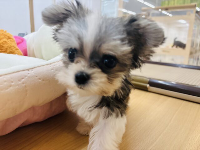 チワマル（マルチワ）