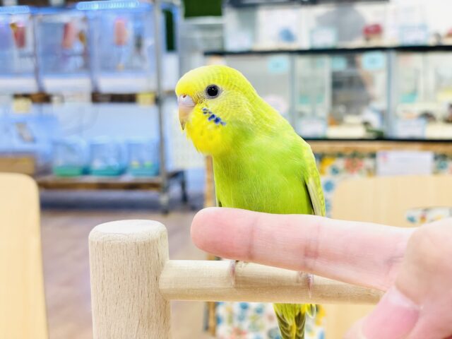 セキセイインコ