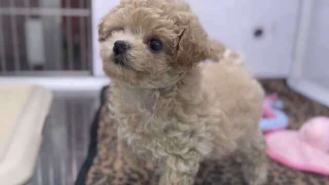 7/20最新🎥きゅるきゅる♡マルプーちゃん🧡2025年4月23日生　女の子