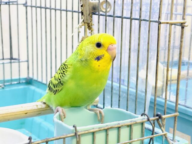 セキセイインコ