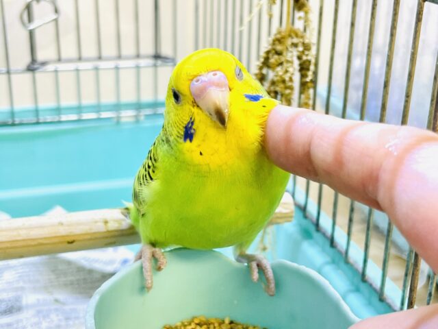 セキセイインコ