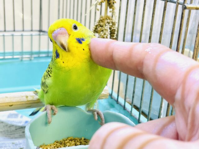 セキセイインコ