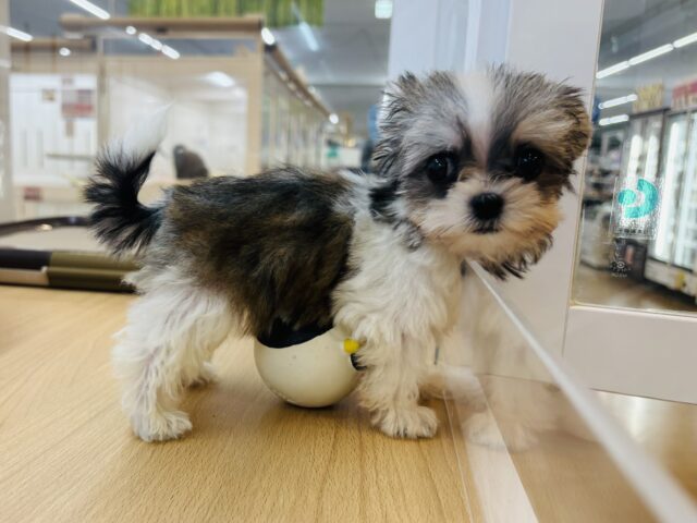 チワマル（マルチワ）