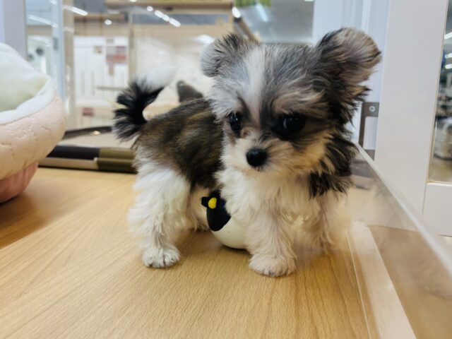 チワマル（マルチワ）