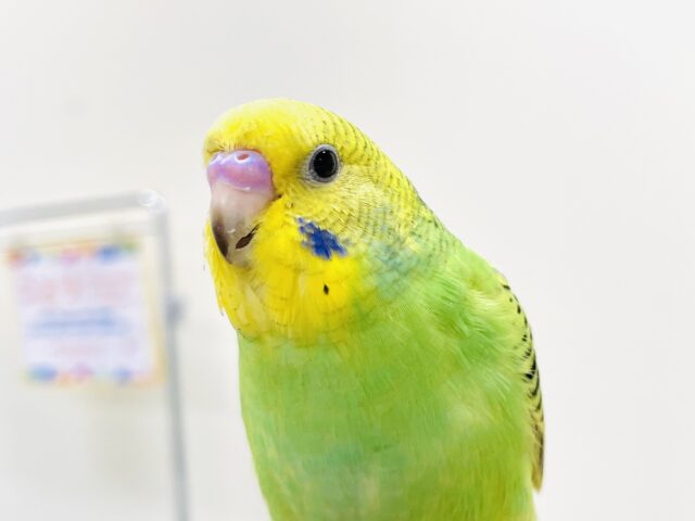 セキセイインコ