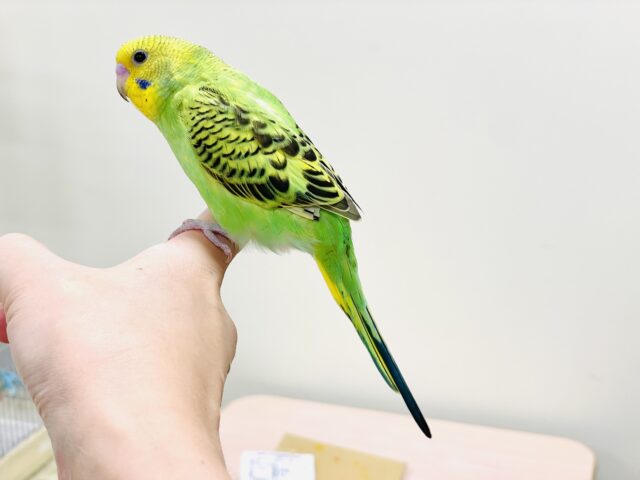 セキセイインコ
