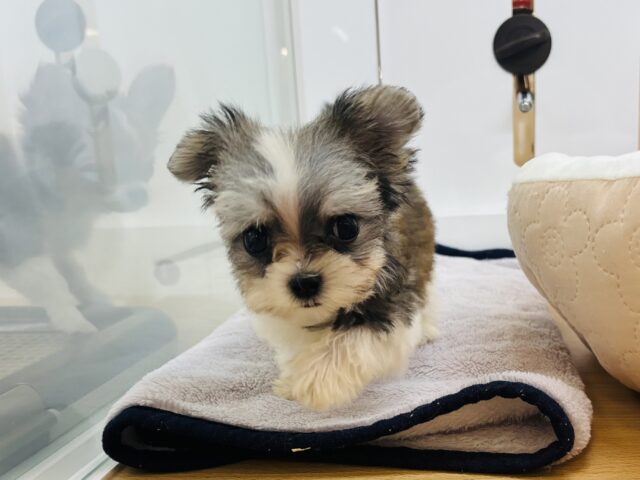 チワマル（マルチワ）