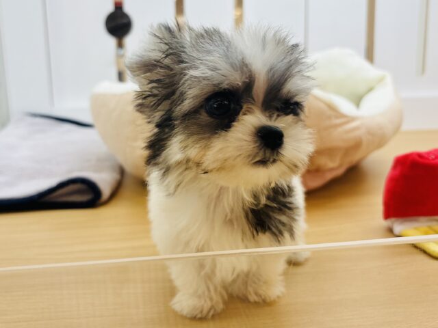 チワマル（マルチワ）