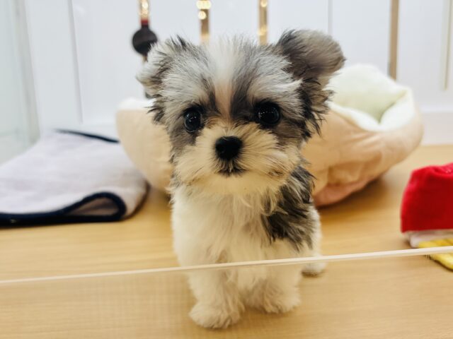 目が合ったらイ・チ・コ・ロ♡ミックス犬くん(チワワ×マルチーズ)