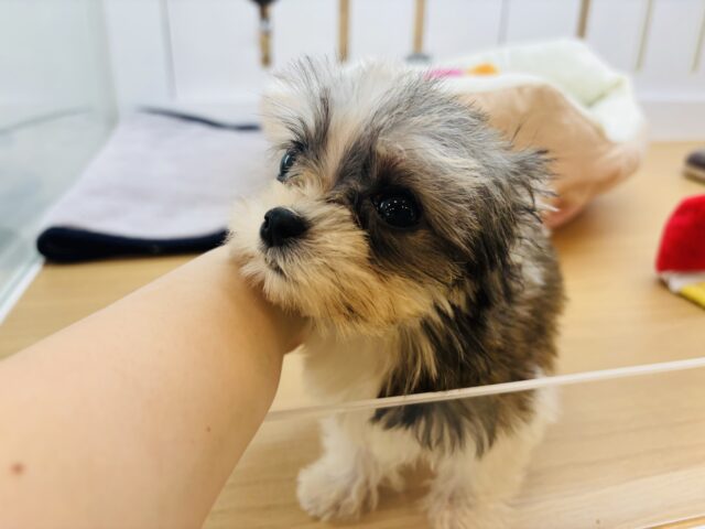 チワマル（マルチワ）