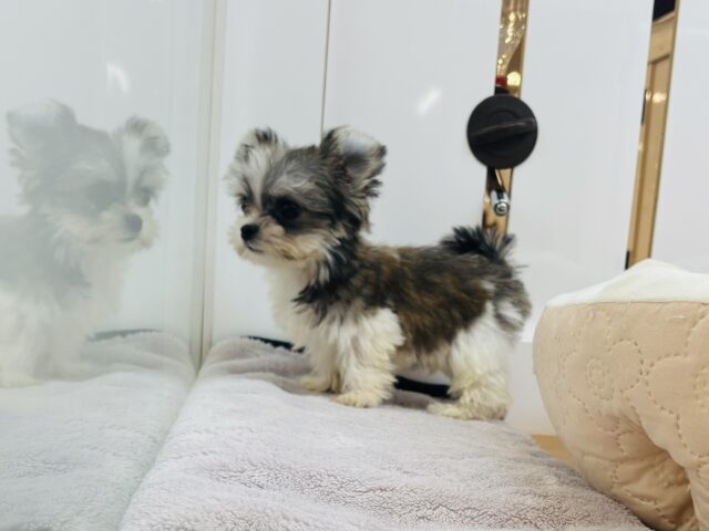 チワマル（マルチワ）