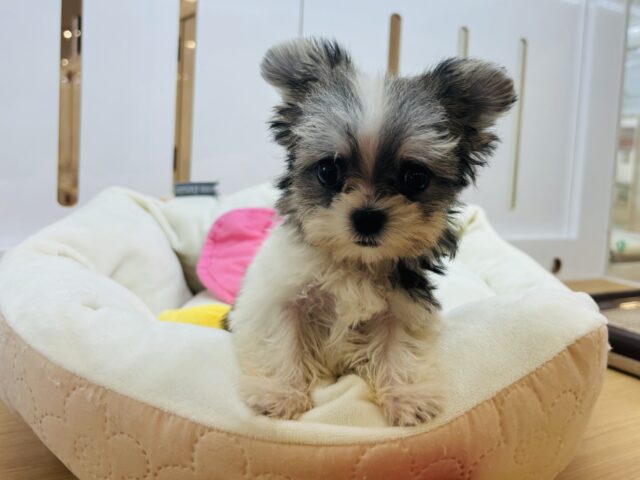 チワマル（マルチワ）