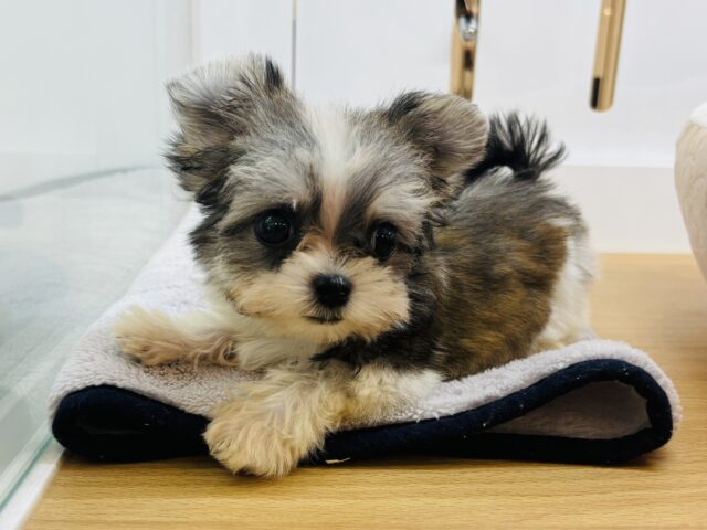 チワマル（マルチワ）