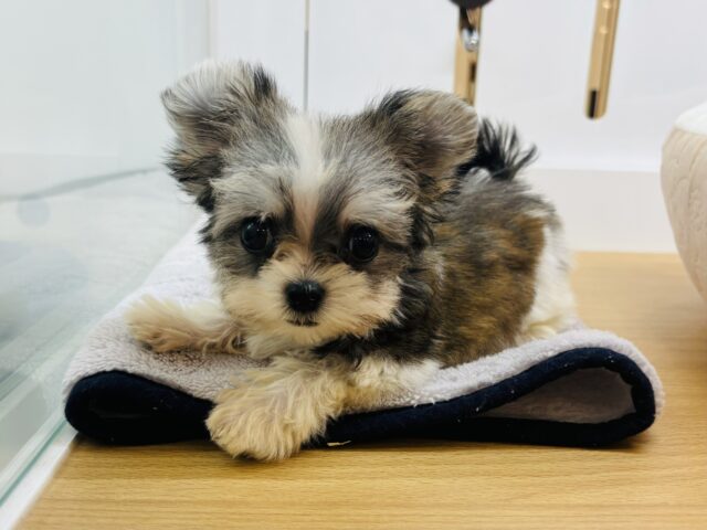 チワマル（マルチワ）