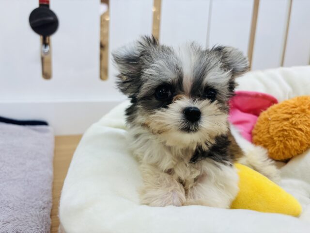 チワマル（マルチワ）