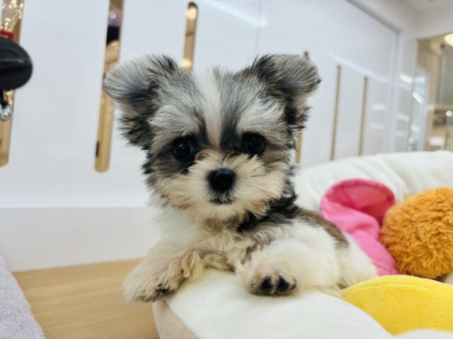 チワマル（マルチワ）