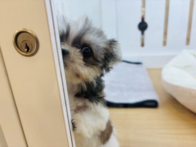 チワマル（マルチワ）