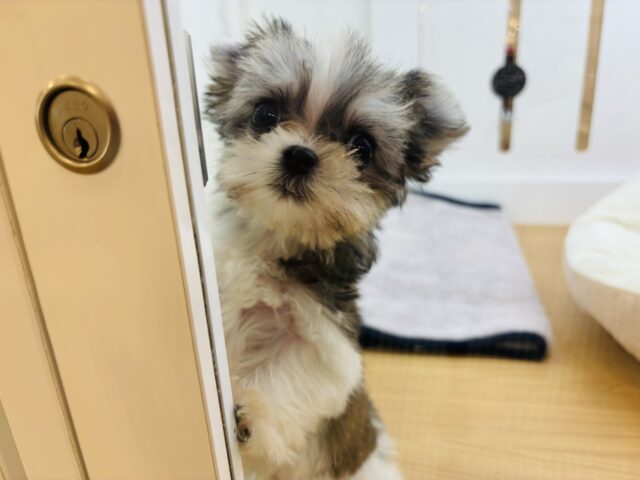 チワマル（マルチワ）