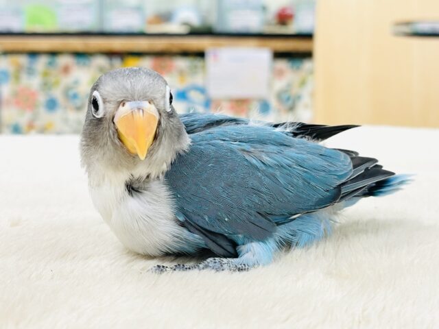 ブルーボタンインコ