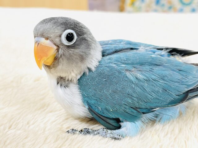 ブルーボタンインコ