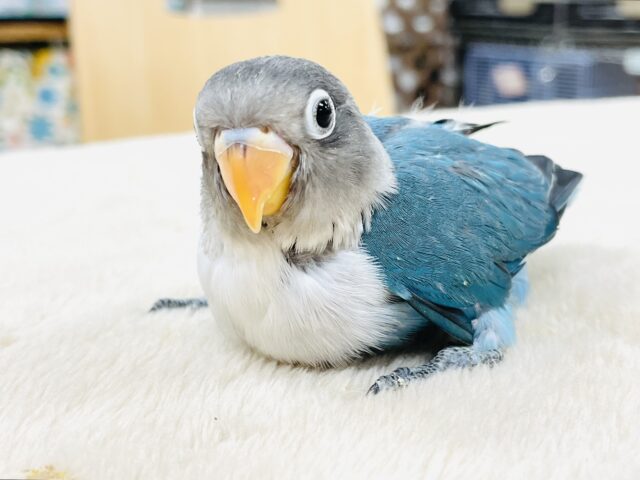 ブルーボタンインコ