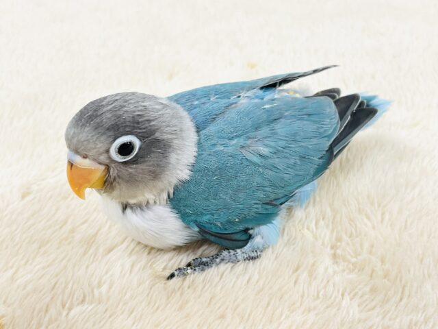 ブルーボタンインコ